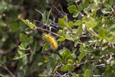 Yellow Woollybear Catepiller 2023